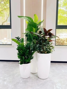 热词聚焦！镇海专业植物租摆等你来瞧