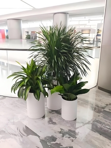 宁波镇海绿化修剪公司